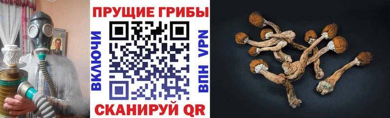 Галлюциногенные грибы Cubensis Пойковский